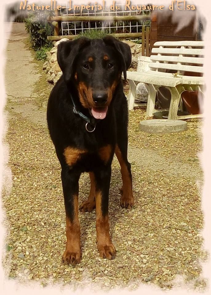 Publication : du Royaume D'Elsa Auteur : Agnes du Royaume D'Elsa