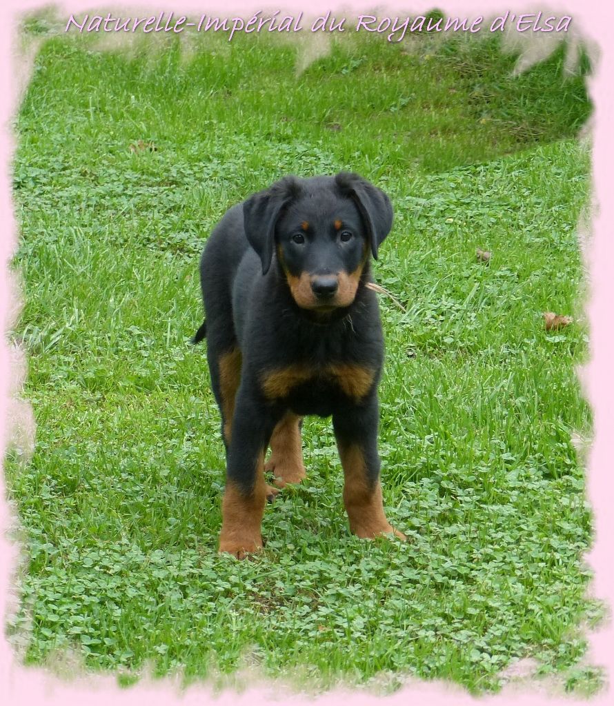 Publication : du Royaume D'Elsa Auteur : Agnes du Royaume D'Elsa