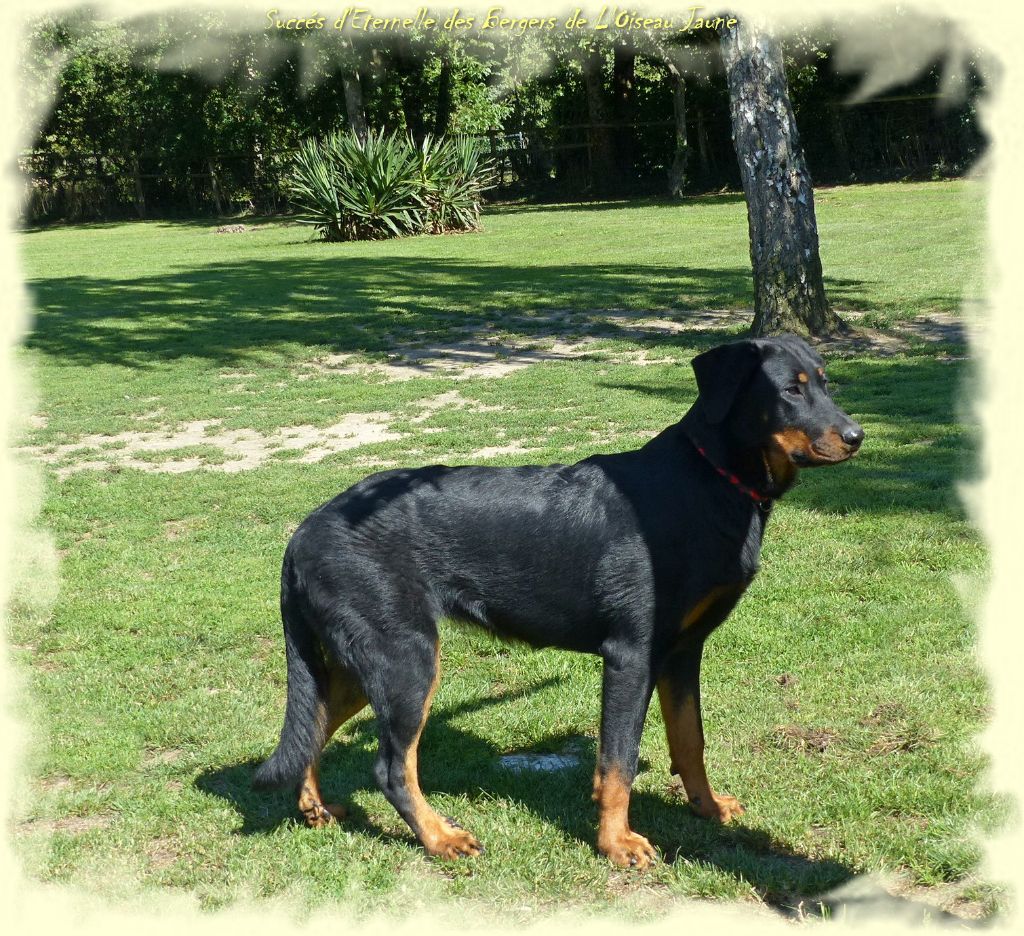 Publication : du Royaume D'Elsa Auteur : Agnes du Royaume d'Elsa