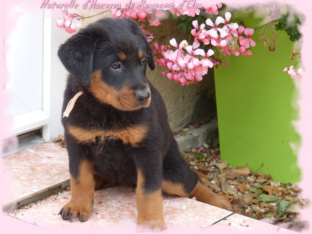 Publication : du Royaume D'Elsa Auteur : Agnes du Royaume D'Elsa