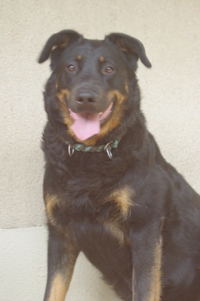 Publication : du Royaume D'Elsa Auteur : Agnès du ROYAUME D'ELSA