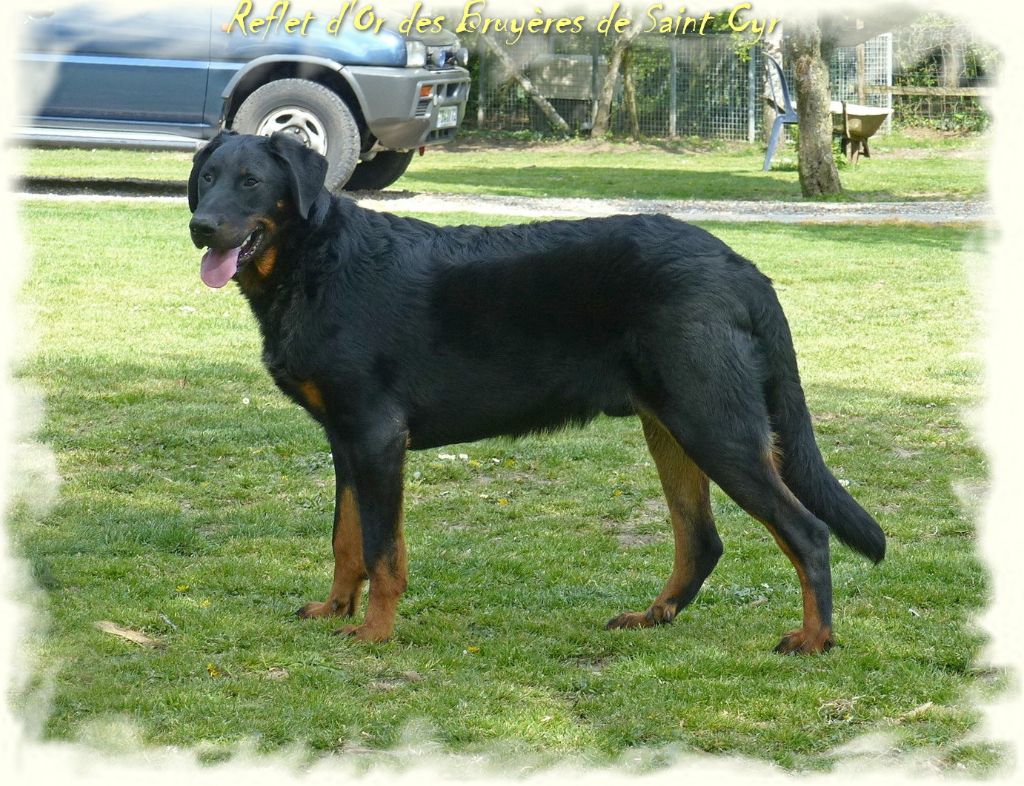 Publication : du Royaume D'Elsa Auteur : Agnes du Royaume d'Elsa