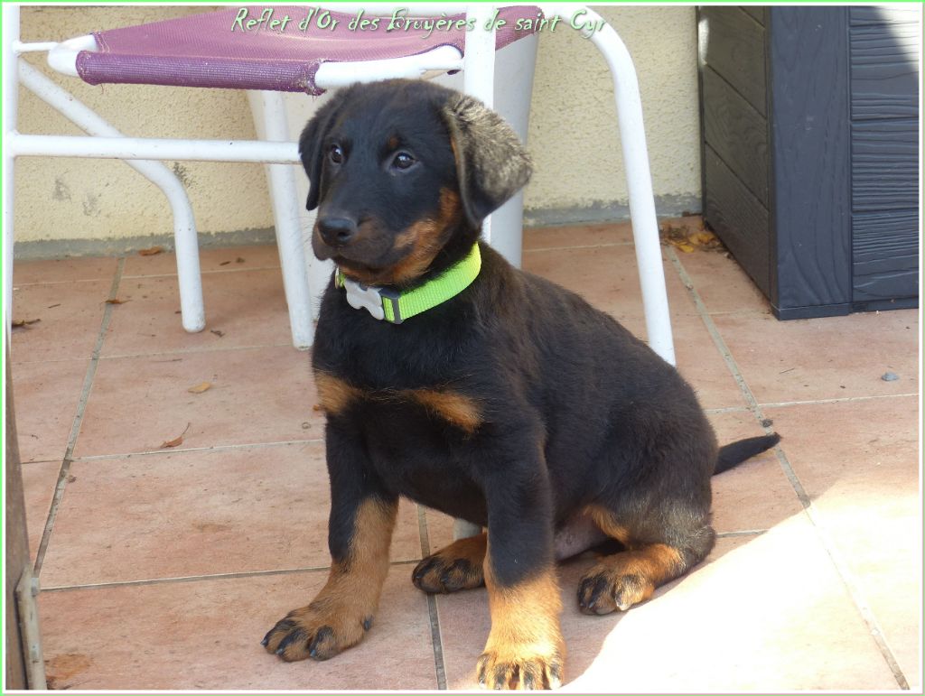 Publication : du Royaume D'Elsa Auteur : Agnes du Royaume d'Elsa