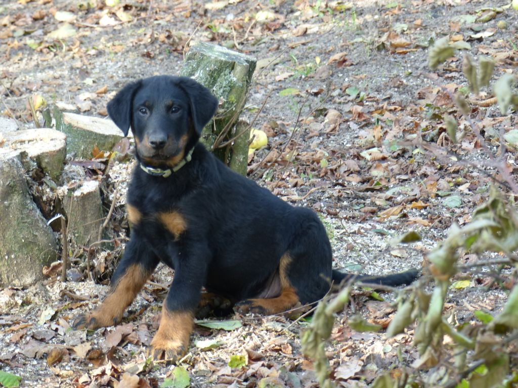 Publication : du Royaume D'Elsa Auteur : Agnes du Royaume d'Elsa