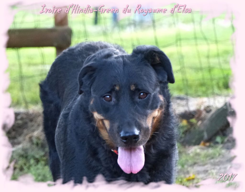 Publication : du Royaume D'Elsa Auteur : Agnes du Royaume d'Elsa