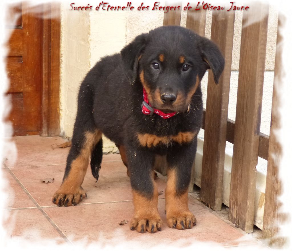 Publication : du Royaume D'Elsa Auteur : Agnes du Royaume d'Elsa