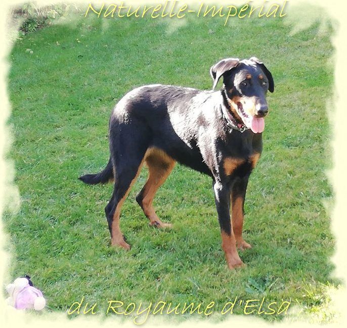 Publication : du Royaume D'Elsa Auteur : Agnes du Royaume D'Elsa