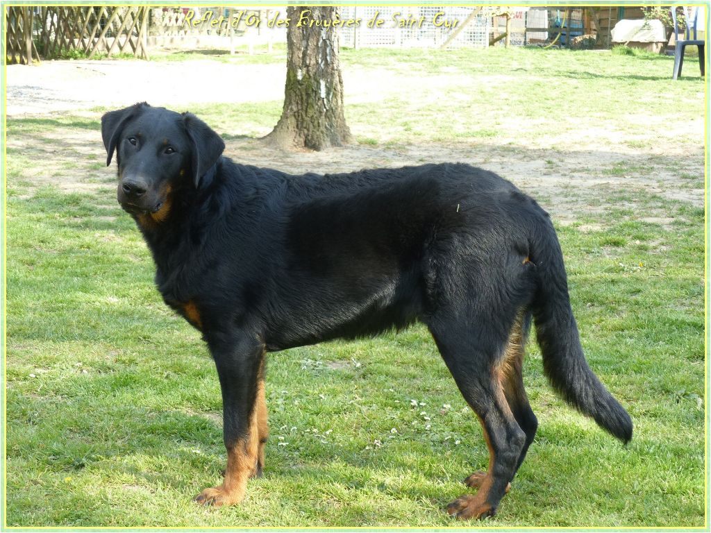 Publication : du Royaume D'Elsa Auteur : Agnes du Royaume d'Elsa