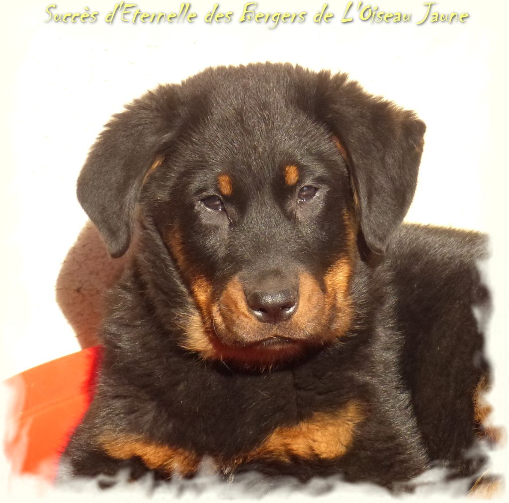 Publication : du Royaume D'Elsa Auteur : Agnes du Royaume d'Elsa