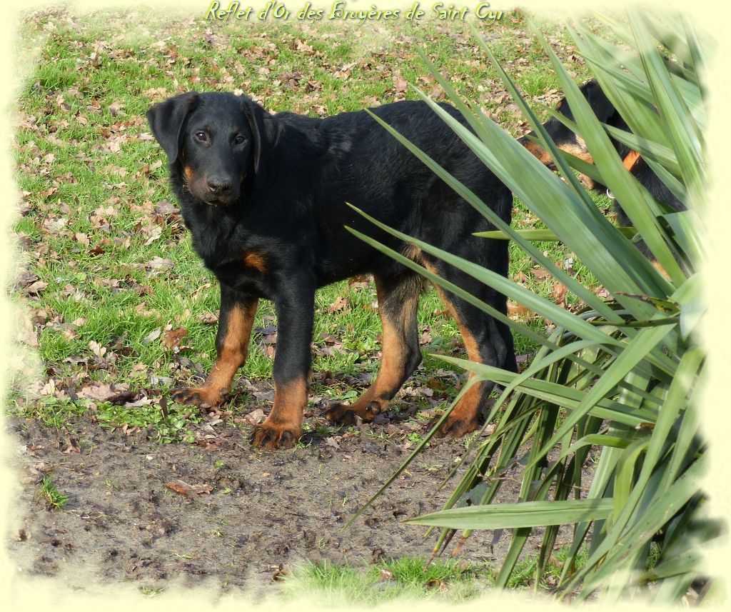 Publication : du Royaume D'Elsa Auteur : Agnes du Royaume d'Elsa