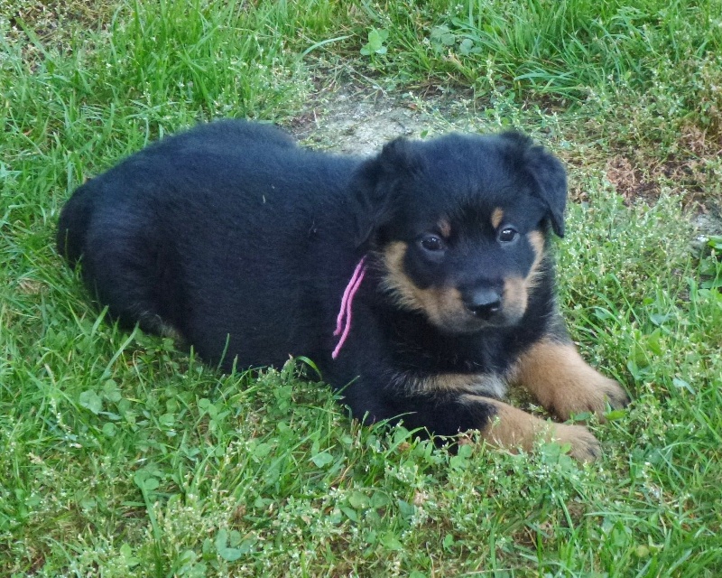 Publication : du Royaume D'Elsa Auteur : Agnes du Royaume d'Elsa