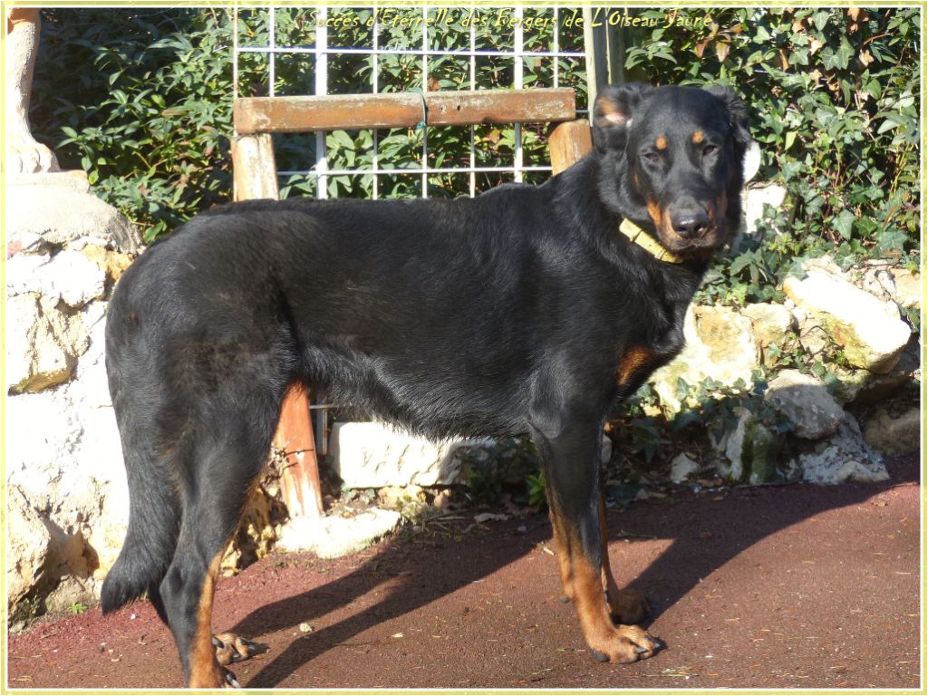 Publication : du Royaume D'Elsa Auteur : Agnes du Royaume d'Elsa