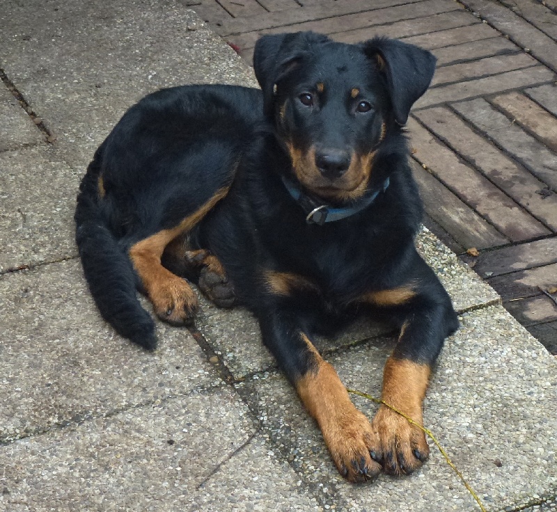 Publication : du Royaume D'Elsa Auteur : Agnes du Royaume d'Elsa