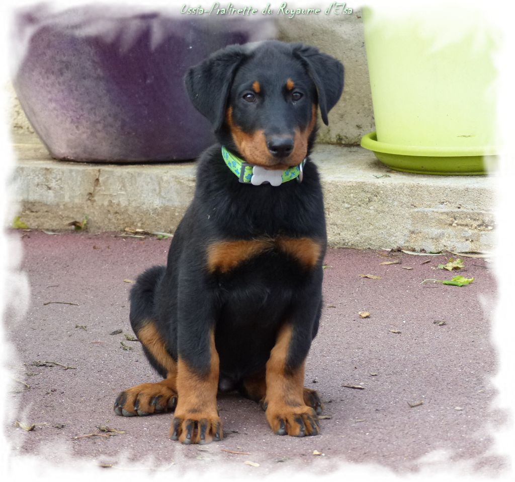 Publication : du Royaume D'Elsa Auteur : Agnès du Royaume d'Elsa