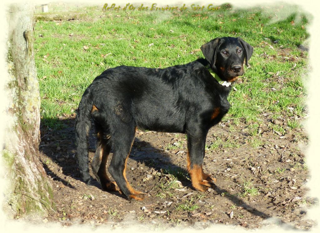 Publication : du Royaume D'Elsa Auteur : Agnes du Royaume d'Elsa