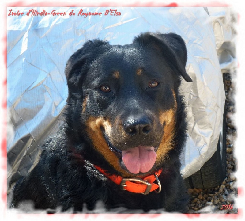 Publication : du Royaume D'Elsa Auteur : Agnes du Royaume d'Elsa