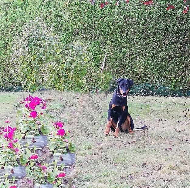 Publication : du Royaume D'Elsa Auteur : Agnes du Royaume D'Elsa