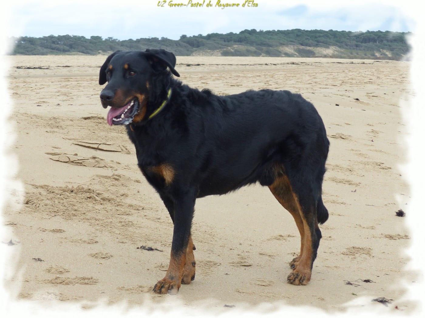 U2 green-pastel du Royaume D'Elsa