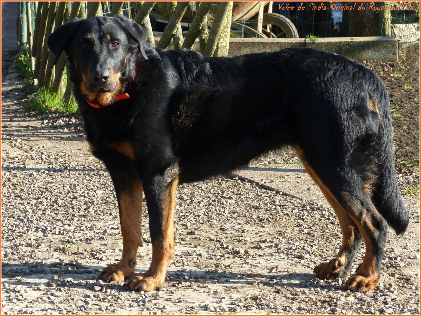 Publication : du Royaume D'Elsa Auteur : Agnes du Royaume d'Elsa