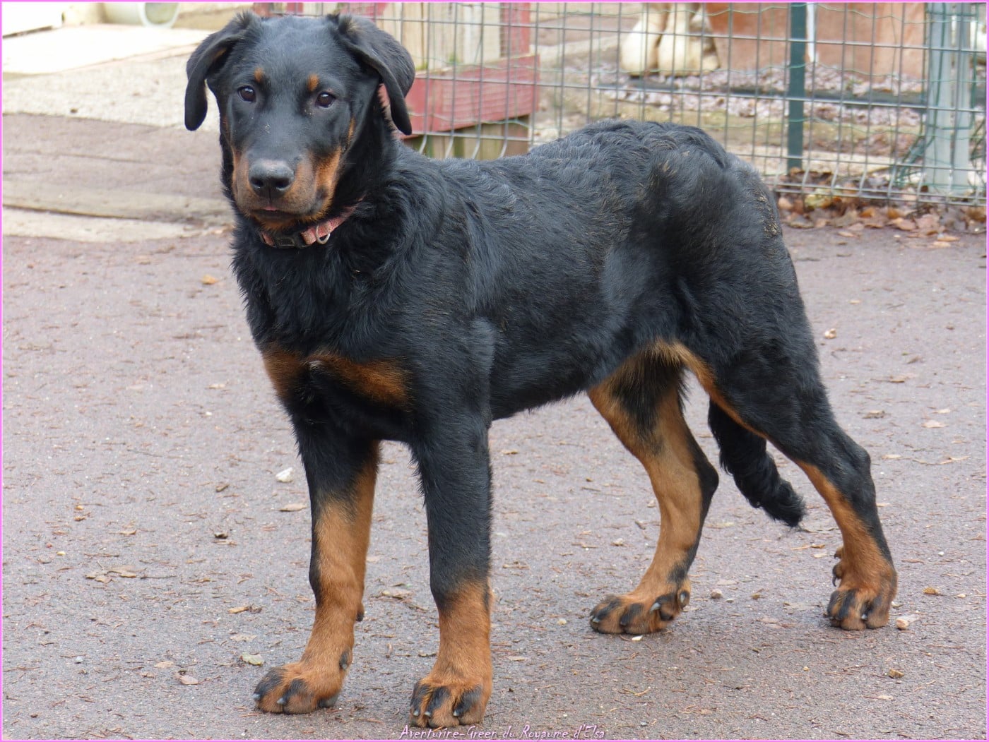 Aventurine-green du Royaume D'Elsa