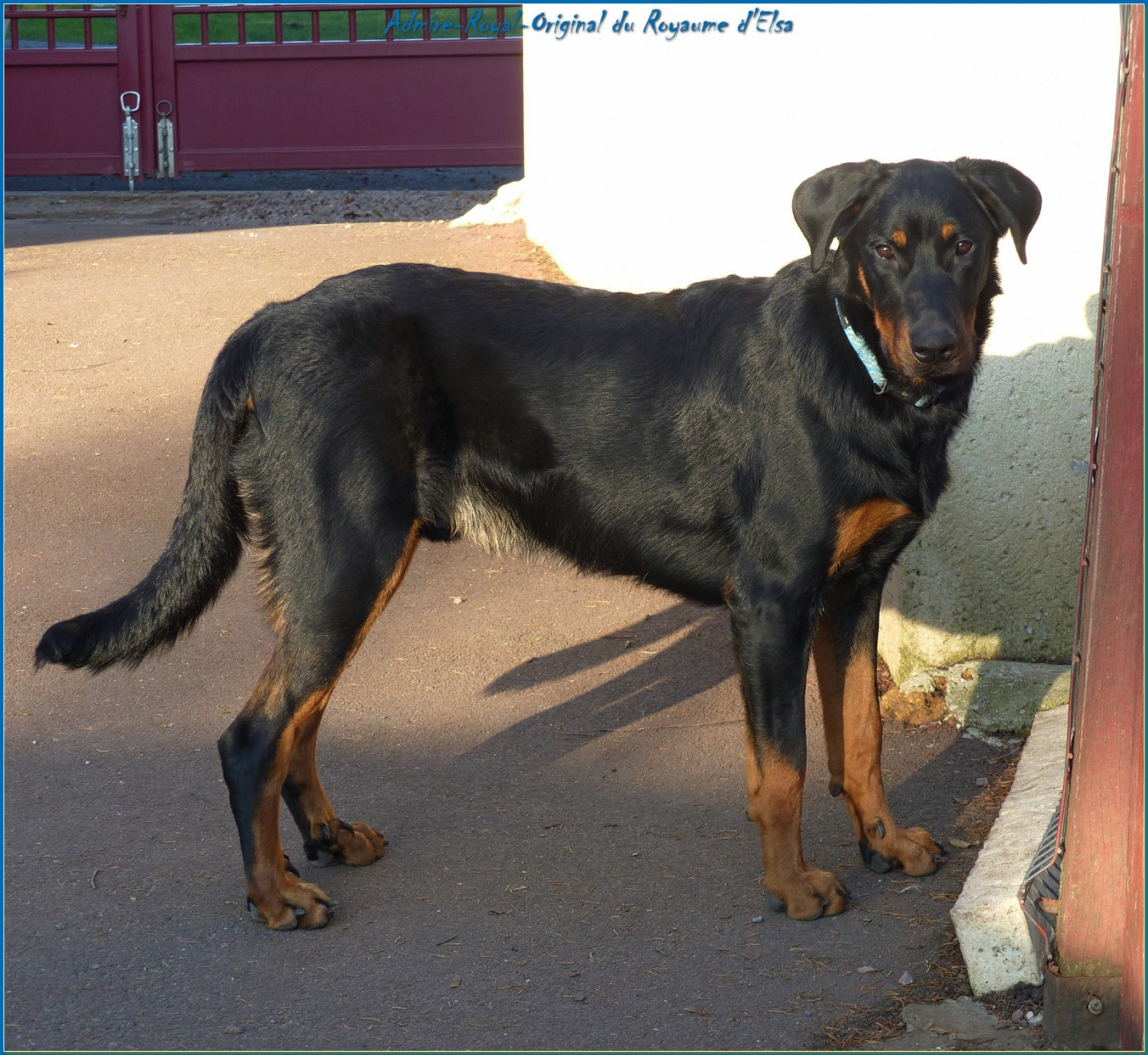 Admire-royal-original du Royaume D'Elsa