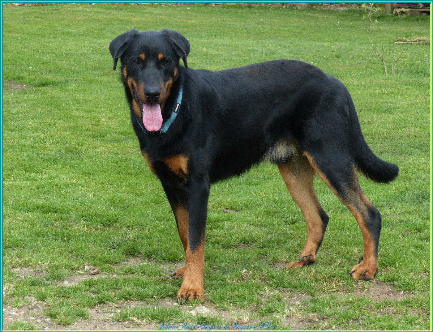 Admire-royal-original du Royaume D'Elsa