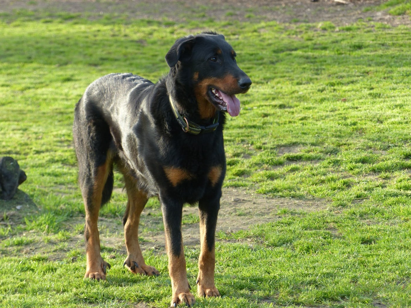 Univers lova-neige du Royaume D'Elsa