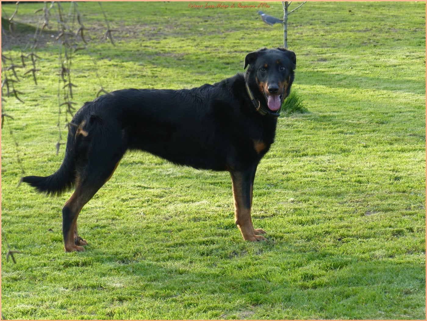 Univers lova-neige du Royaume D'Elsa