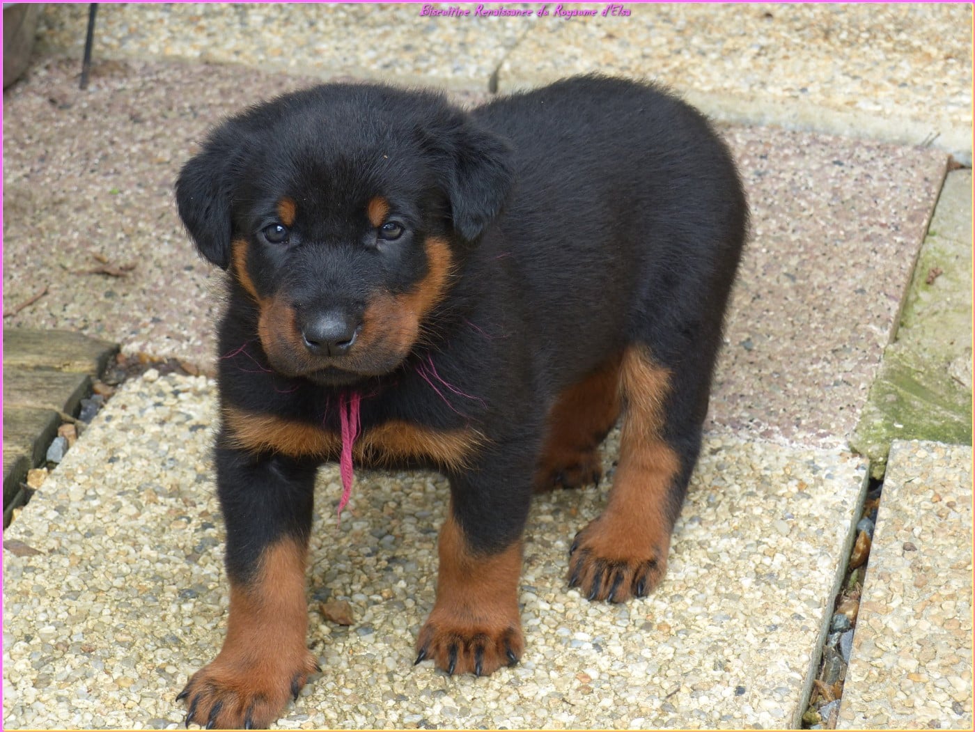 Biscuitine-Renaissance  du Royaume D'Elsa