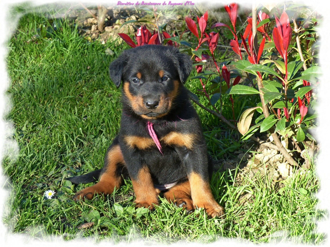 Biscuitine-Renaissance  du Royaume D'Elsa