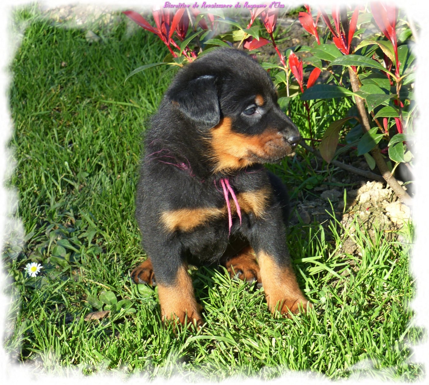 Biscuitine-Renaissance  du Royaume D'Elsa