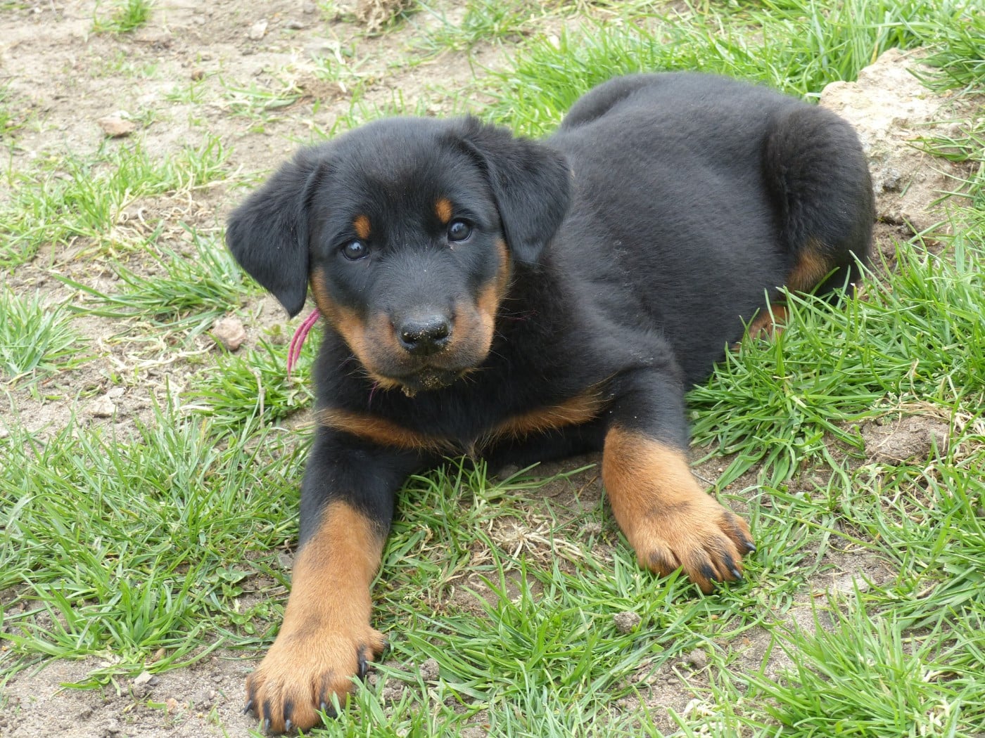 Biscuitine-Renaissance  du Royaume D'Elsa