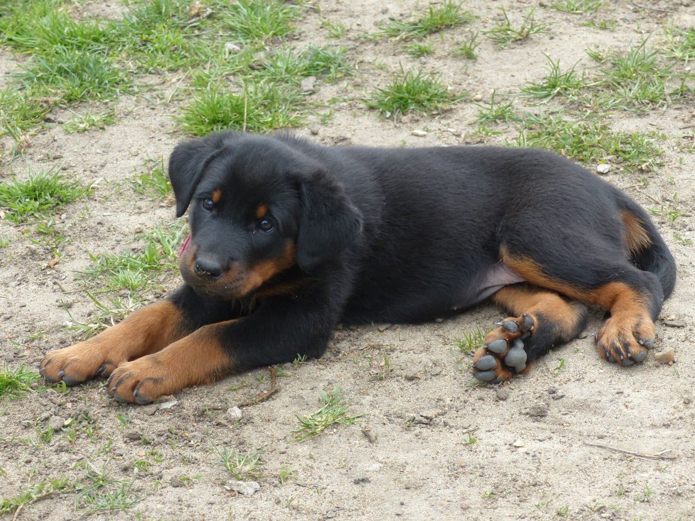 Biscuitine-Renaissance  du Royaume D'Elsa