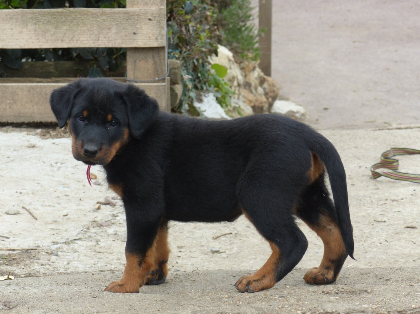 Biscuitine-Renaissance  du Royaume D'Elsa
