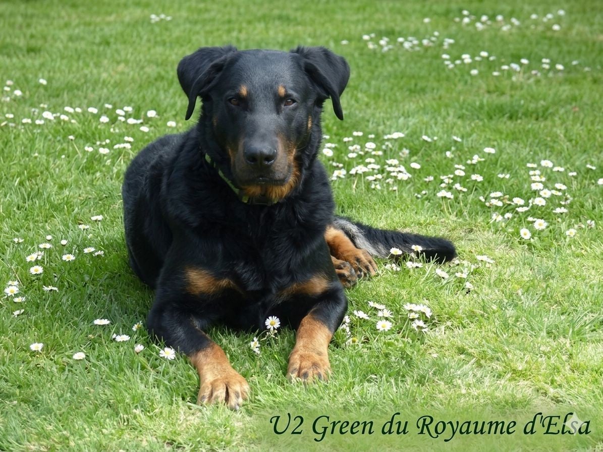 U2 green-pastel du Royaume D'Elsa