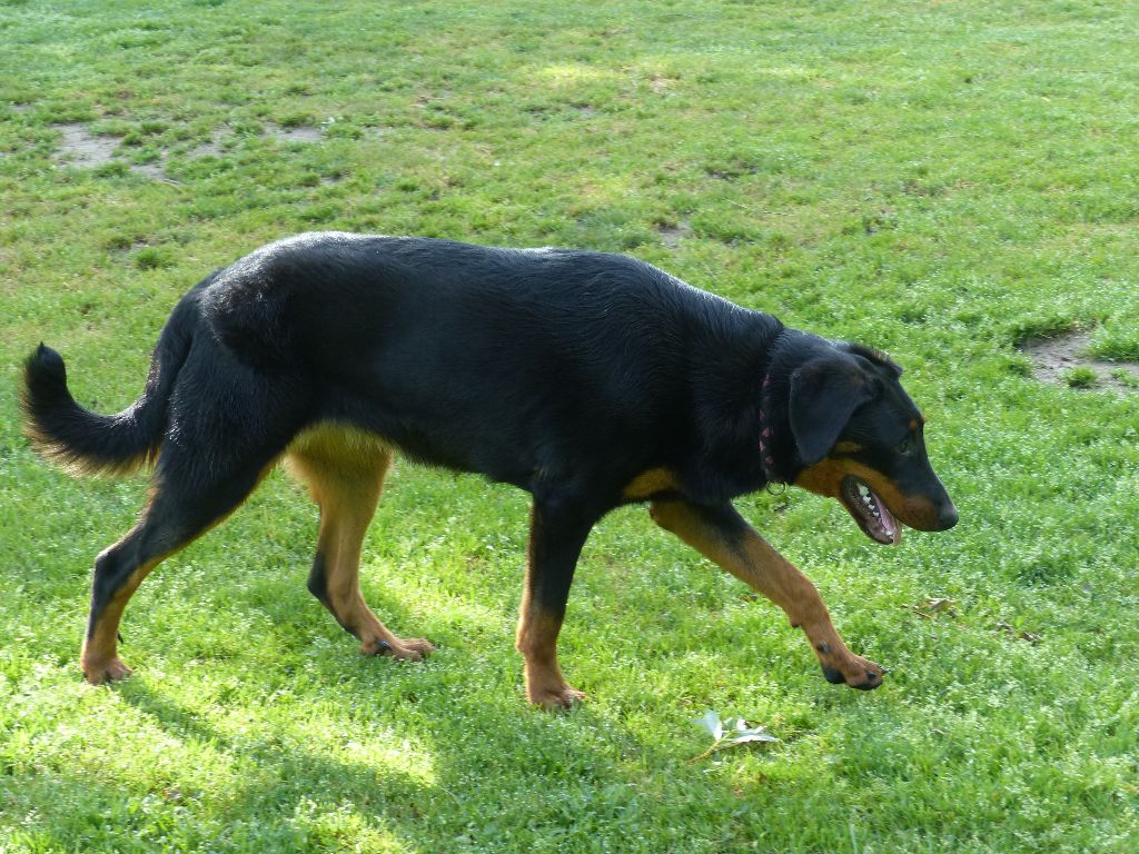 Publication : du Royaume D'Elsa Auteur : Agnes du Royaume D'Elsa