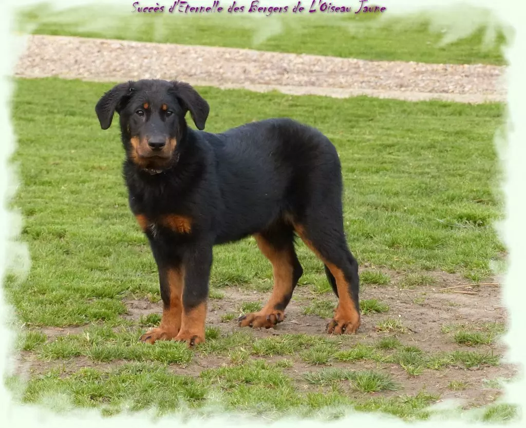 Publication : du Royaume D'Elsa Auteur : Agnes du Royaume d'Elsa