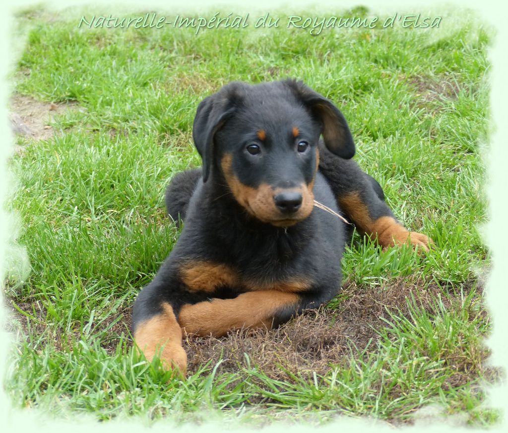 Publication : du Royaume D'Elsa Auteur : Agnes du Royaume D'Elsa