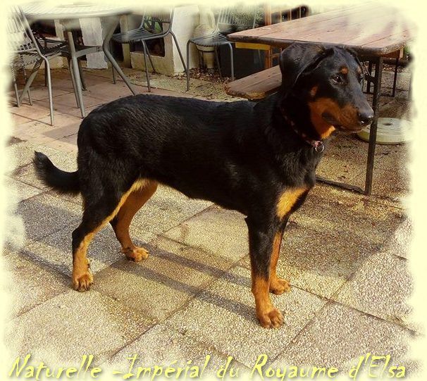 Publication : du Royaume D'Elsa Auteur : Agnes du Royaume D'Elsa