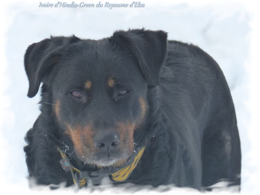 Publication : du Royaume D'Elsa Auteur : Agnes du Royaume d'Elsa