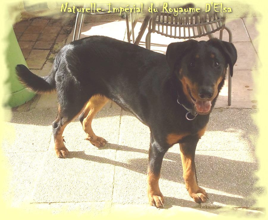 Publication : du Royaume D'Elsa Auteur : Agnes du Royaume D'Elsa