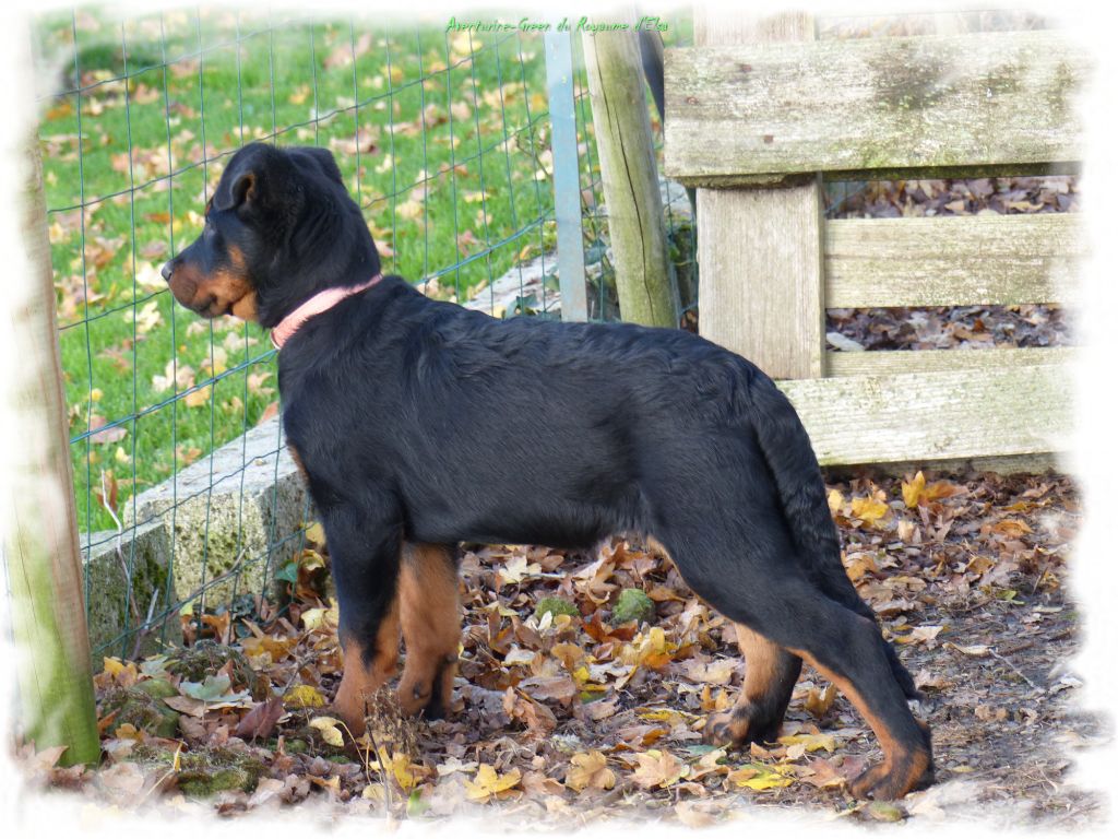 Aventurine-green du Royaume D'Elsa