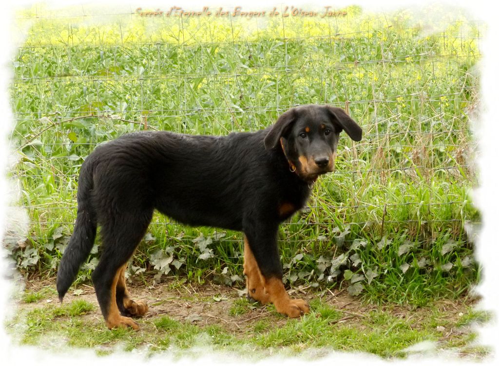 Publication : du Royaume D'Elsa Auteur : Agnes du Royaume d'Elsa