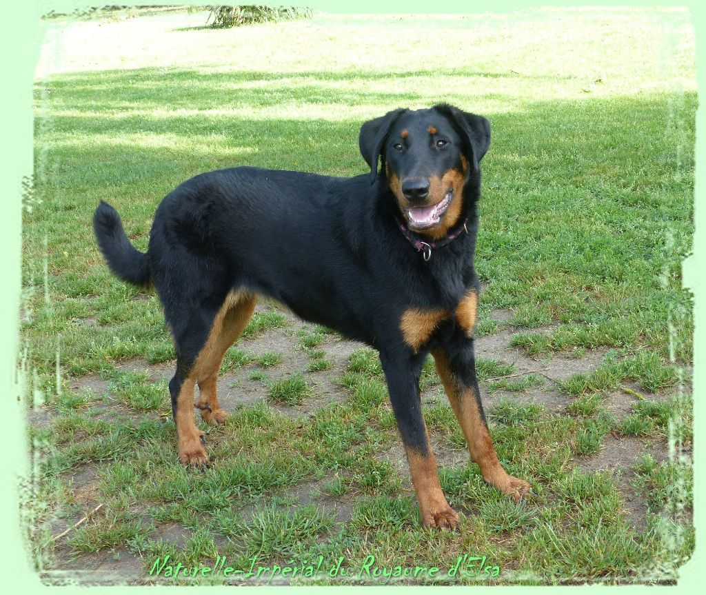 Publication : du Royaume D'Elsa Auteur : Agnes du Royaume D'Elsa