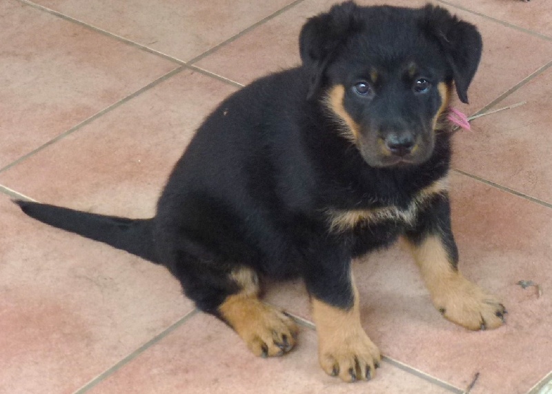 Publication : du Royaume D'Elsa Auteur : Agnes du Royaume d'Elsa