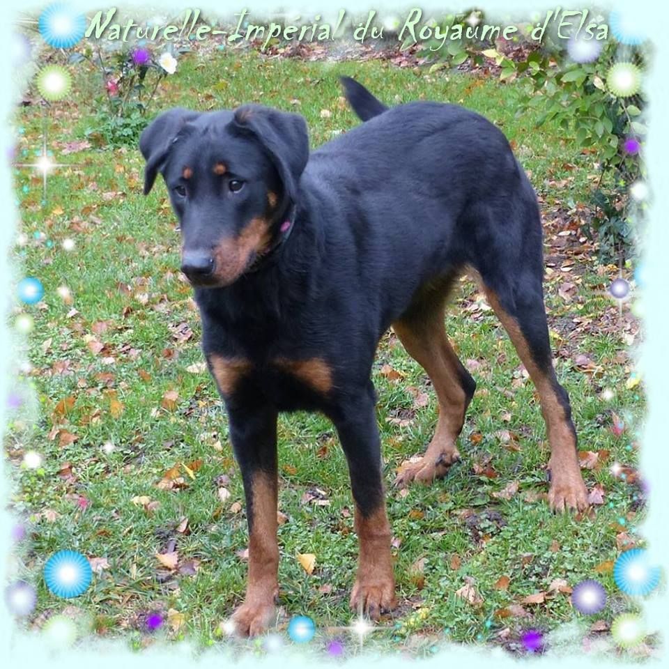 Publication : du Royaume D'Elsa Auteur : Agnes du Royaume D'Elsa