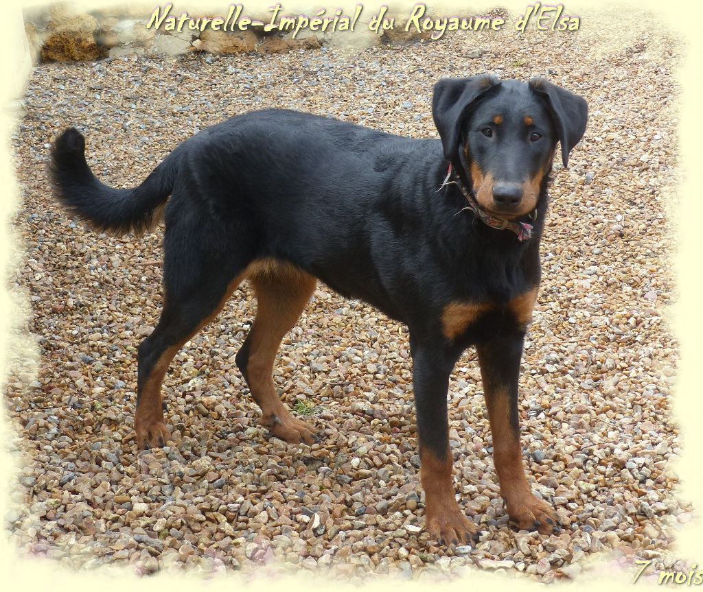 Publication : du Royaume D'Elsa Auteur : Agnes du Royaume D'Elsa