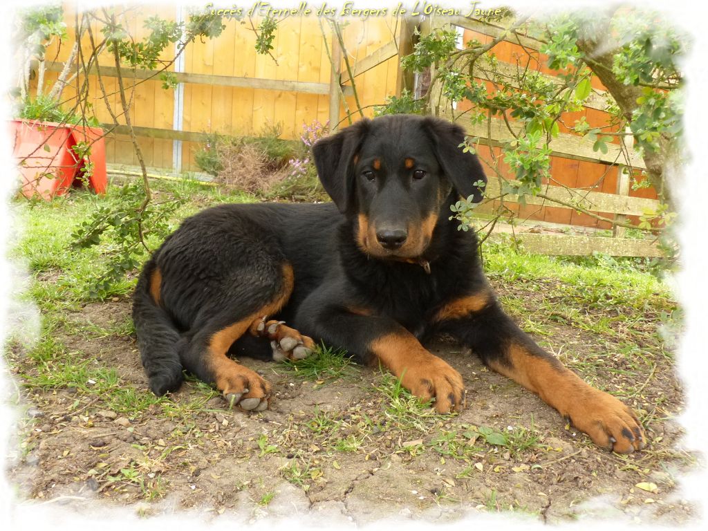 Publication : du Royaume D'Elsa Auteur : Agnes du Royaume d'Elsa