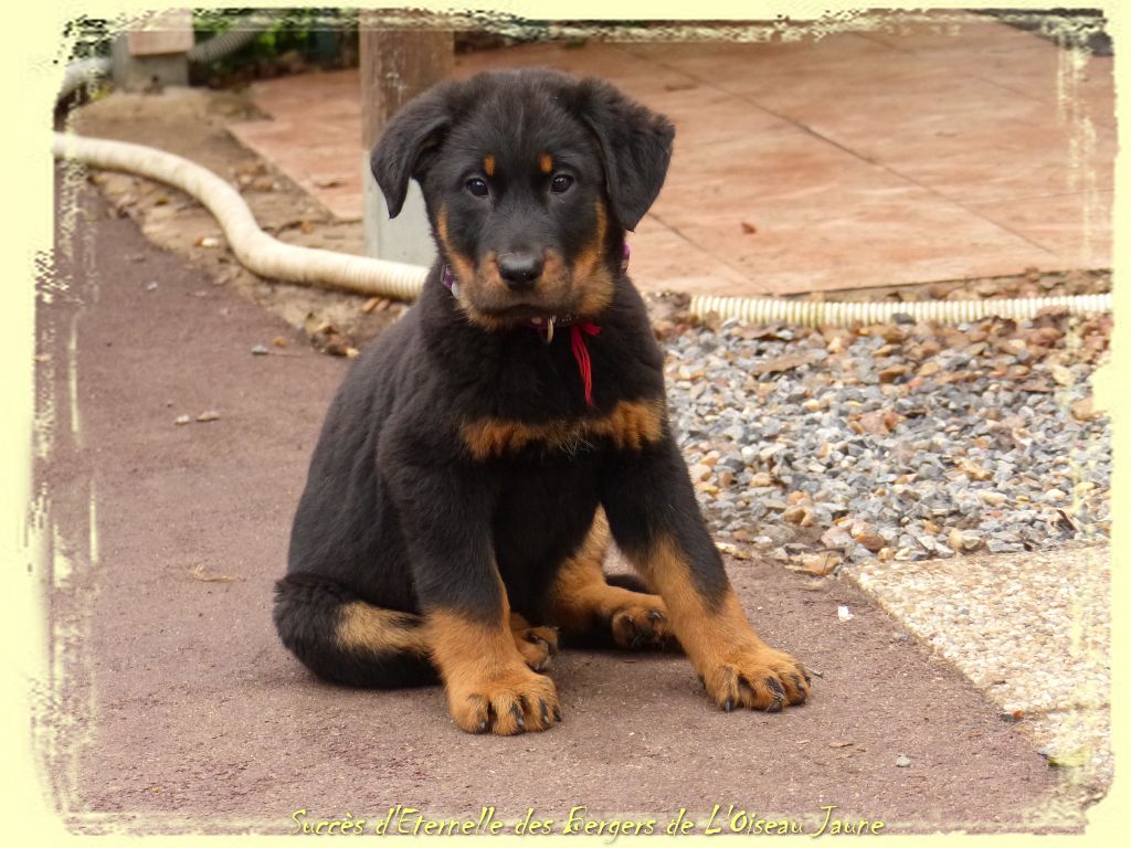 Publication : du Royaume D'Elsa Auteur : Agnes du Royaume d'Elsa