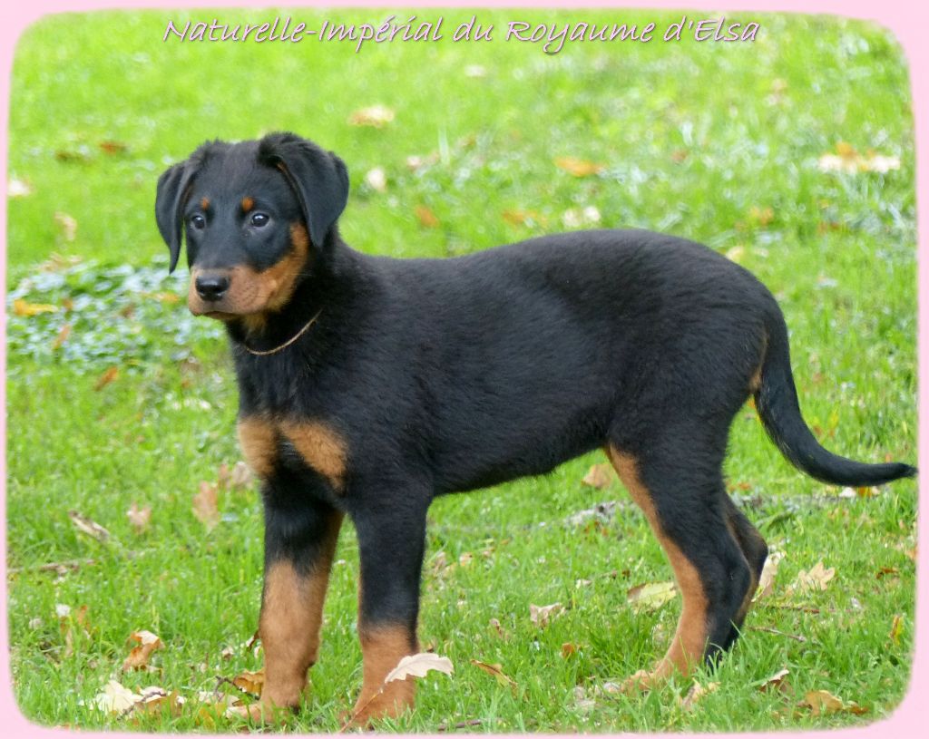 Publication : du Royaume D'Elsa Auteur : Agnes du Royaume D'Elsa